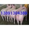 陕西生猪养殖基地，土杂猪价格，长白猪行情