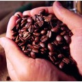 上海咖啡豆批发、进口咖啡豆、哥伦比亚咖啡