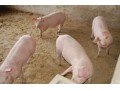 宁波市2012年上半年小母猪养殖场最新价格大型种猪繁育场
