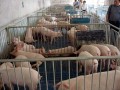 漳州2012年1月猪崽价格价格分析三元苗猪繁殖场养猪厂