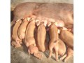 2012年4月泰州二元母猪公司报价中国母猪销售网