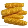 新欣农业长期求购玉米15072965577