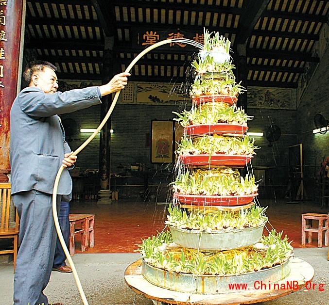 农历新年将到， 水仙花可谓家家必置的花卉之一。在海珠区康乐村的罗氏祠堂里， 有一个由一百零八个水仙花头组成的水仙花塔， 足足有八层高， 正含苞待放， 被附近街坊称为“广州一绝”。然而， 由于年轻人不肯学相关的技术，有罗氏族人担心水仙花塔将成“绝唱”。