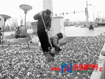 管理站的工作人员在文峰大道和中华路交叉口的分流岛栽植花草