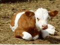 养殖肉牛西门塔尔牛肉牛犊价格波尔山羊价格