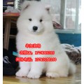 佛山哪里有纯种萨摩犬出售纯种萨摩价格多少萨摩哪里有卖萨摩图片
