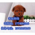 惠州哪里有卖纯种玩具贵宾泰迪熊宠物狗贵宾价格价钱