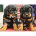 广州哪里有卖纯种罗威那犬大型犬罗威那什么地方有卖