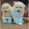 州哪里有大白熊幼犬 广州纯种大白熊的价格 价钱,广州哪里有卖