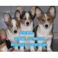 广州哪里有纯种柯基犬哪里有出售纯种柯基犬图片