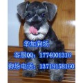广州哪里有卖雪纳瑞犬雪纳瑞犬价格 广州纯种雪纳瑞价钱多少