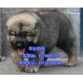 广州哪里有卖高加索犬 广州有卖纯种高加索犬
