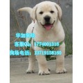 广州哪里有卖拉布拉多 广州拉多一只多少钱 导盲犬拉布拉多出售
