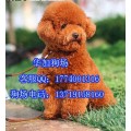 广州白云区哪里有卖贵宾犬 广州出售纯种贵宾狗泰迪熊