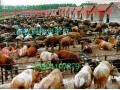 山东神舟牧业大型肉牛羊养殖繁殖基地