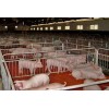 规模化养猪场设备-养猪设备-四川成都万春机械
