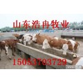 夏洛莱牛养殖场，西门塔尔牛价格，肉牛价格，肉牛犊价格