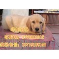 广州边度有卖拉多 广州拉多价格多少 广 拉多犬图片