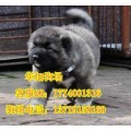 广州哪里有卖纯种高加索犬 什么地方有卖大型犬高加索狗