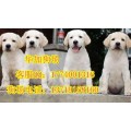 深圳什么地方有卖拉布拉多犬 深圳哪里能买到拉多犬