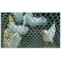 养鸡围栏网围栏网直接供应商联系方式
