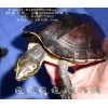 龟龟宠物网收购石金钱龟