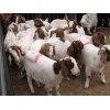 鲁西南黄牛西门塔尔牛肉牛养殖技术牛羊价格