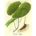 GMP 鬼臼毒素 Podophyllotoxin 足叶毒素