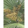 GMP 锯叶棕提取物Saw palmetto脂肪酸