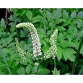 GMP 黑升麻提取物 Black Cohosh P.E.