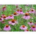 GMP 紫雏菊提取物 Echinacea Herb P.E.