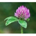 GMP 红车轴提取物 Red Clover P.E.