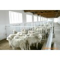 供应 国外引种 改良肉羊