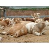 鲁西南黄牛西门塔尔牛畜牧局优良品种肉牛种羊繁育基地