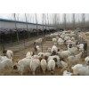 免费运输-提供牛-羊-驴养殖技术