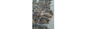 秦皇岛市常年大量供应貉子皮，狐狸皮品牌