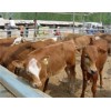 2013最新养殖牛，羊价格