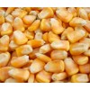 湘粮饲料厂求购：玉米、小麦做饲料
