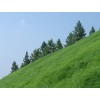 中铁绿化草种合作伙伴|中铁草种供应商|批发草坪草种|护坡草种