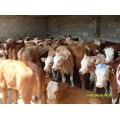 红旗牧业出售低价小公牛