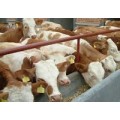低价出售肉牛低价奶牛低价育肥牛低价小牛犊