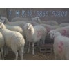 小尾寒羊价格 70斤的纯种小尾寒羊价格多少钱