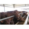 供应河南肉牛 肉牛价格 优质肉牛 山西肉牛养殖场