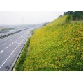 内蒙古公路边坡绿化报价