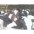 出售头胎奶牛 高产奶牛 奶公牛 育肥肉牛犊