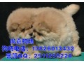 广州买松狮多少钱一只 松狮犬广州哪里有卖 纯种松狮