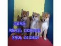 广州哪里有卖日本柴犬 广州柴犬价多少