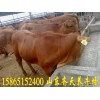 山东省正规肉牛养殖场小牛犊价格