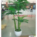 便宜椰子树那里有卖的 桃花树价格13683512841