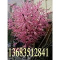 仿真桃花树批发　定做假树１３６５１３０３８０８